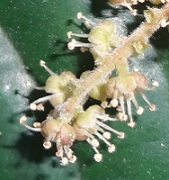 Close-up view of flowers of unknown tree photo